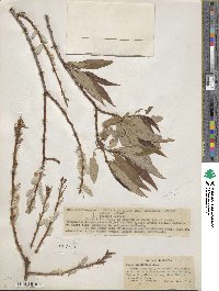 Salix ligulifolia image