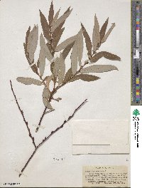 Salix ligulifolia image