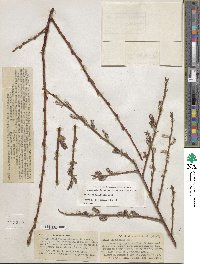 Salix ligulifolia image