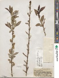 Salix ligulifolia image