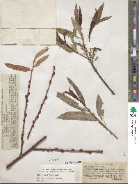 Salix ligulifolia image