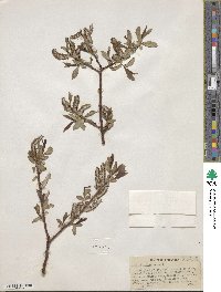 Salix ligulifolia image