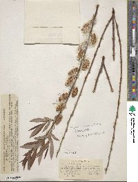 Salix ligulifolia image