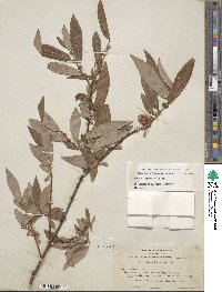 Salix ligulifolia image