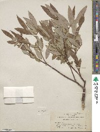 Salix ligulifolia image