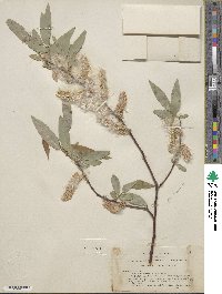 Salix ligulifolia image