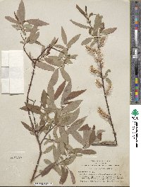 Salix ligulifolia image