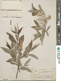 Salix ligulifolia image