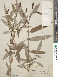 Salix ligulifolia image