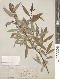 Salix ligulifolia image