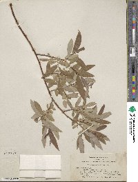 Salix ligulifolia image