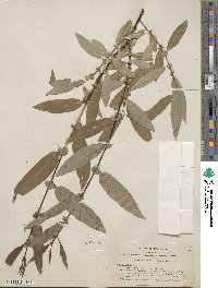 Salix ligulifolia image