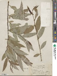 Salix ligulifolia image