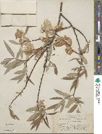 Salix ligulifolia image