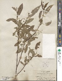 Salix ligulifolia image