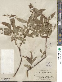 Salix ligulifolia image