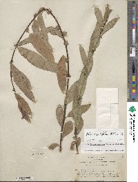 Salix ligulifolia image