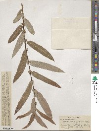 Salix ligulifolia image