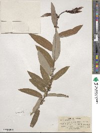 Salix ligulifolia image