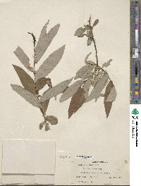 Salix ligulifolia image