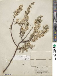 Salix ligulifolia image