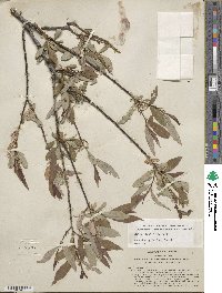 Salix ligulifolia image