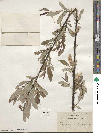 Salix ligulifolia image