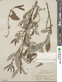 Salix ligulifolia image