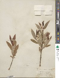 Salix ligulifolia image