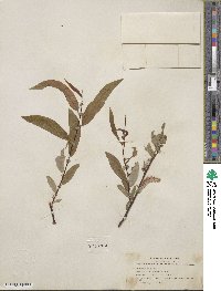 Salix ligulifolia image