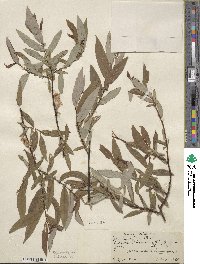 Salix ligulifolia image