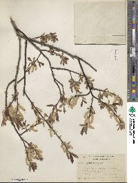 Salix ligulifolia image