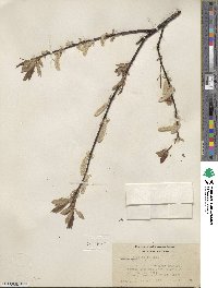 Salix ligulifolia image