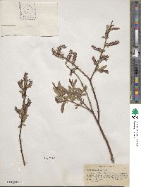 Salix ligulifolia image