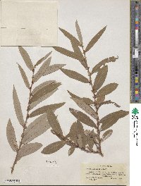 Salix ligulifolia image