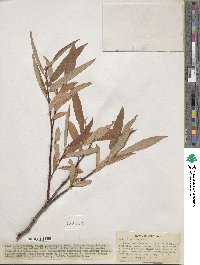 Salix ligulifolia image