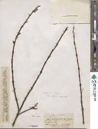 Salix ligulifolia image