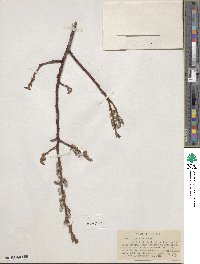 Salix ligulifolia image