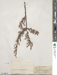 Salix ligulifolia image