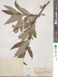 Salix ligulifolia image