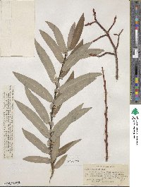 Salix ligulifolia image