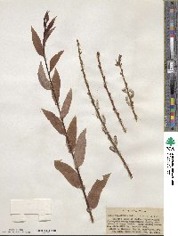 Salix ligulifolia image