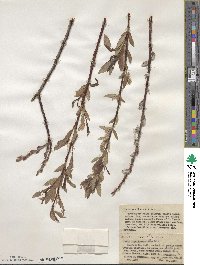 Salix ligulifolia image