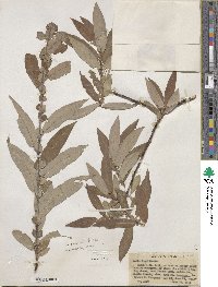 Salix ligulifolia image