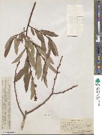 Salix ligulifolia image