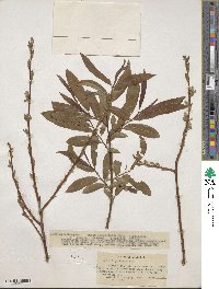 Salix ligulifolia image