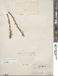 Salix ligulifolia image