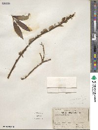 Salix ligulifolia image