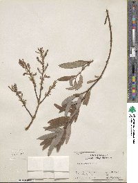 Salix ligulifolia image