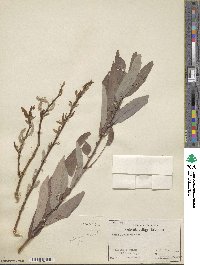 Salix ligulifolia image